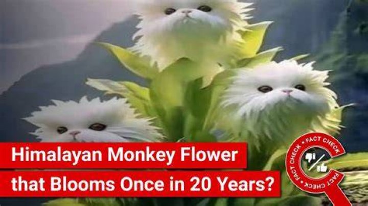 The Himalayan Monkey Flower and the Felis Salamandra cat might seem real but are not (Image via Twitter / @DrSYQuraishi / @UnionRebelMs)
